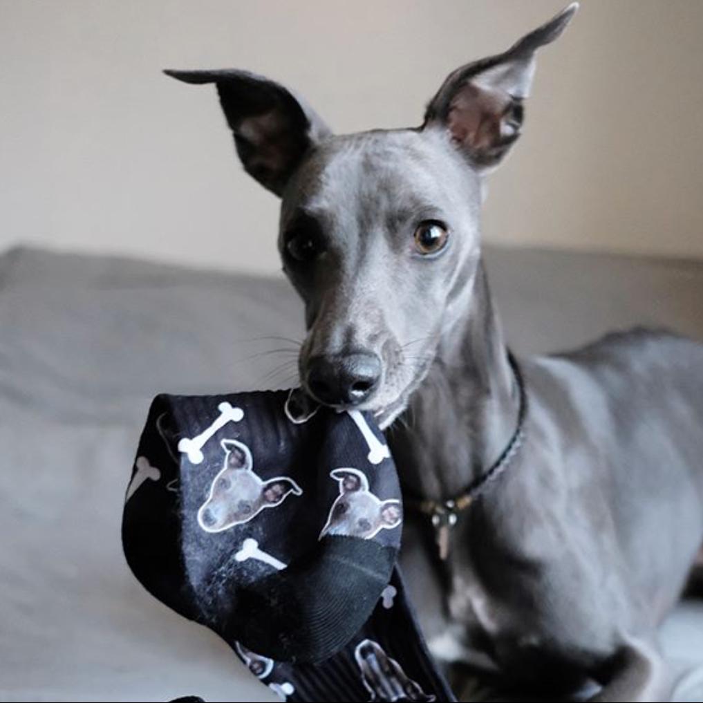 Your Dog Personalised Socks